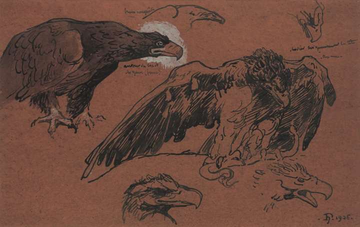 Studies of an Eagle